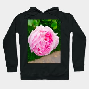 Lovely Soft Pink British Rose Hoodie